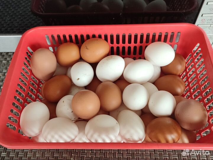 Яйцо домашнее
