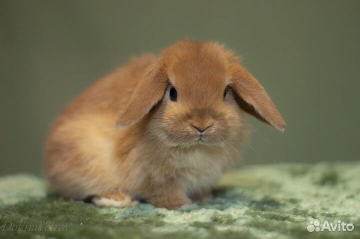 Мальчик минилоп редкого окраса, желтый