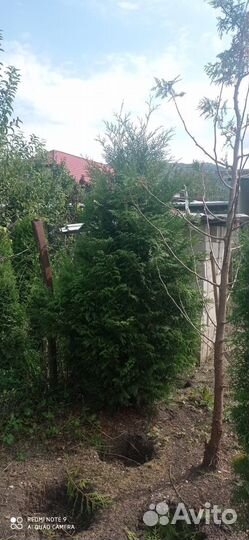 Туи брабант