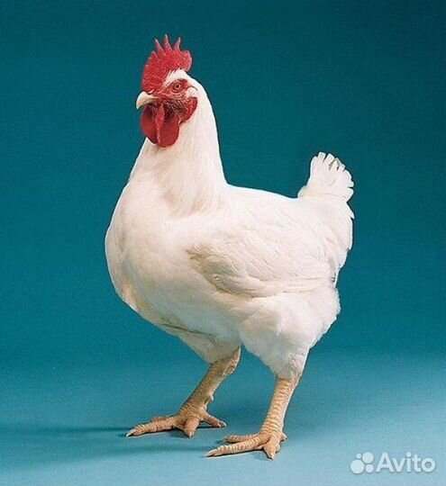 Тушка бройлера