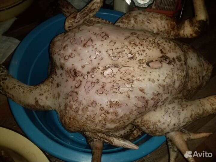 Мясо домашней индейки