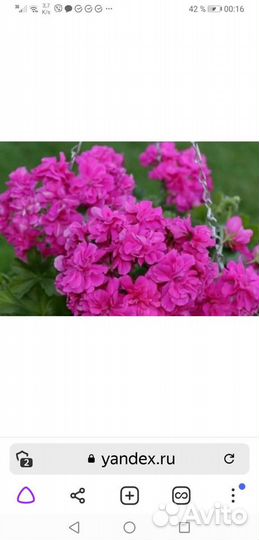 Пеларгония коллекционная