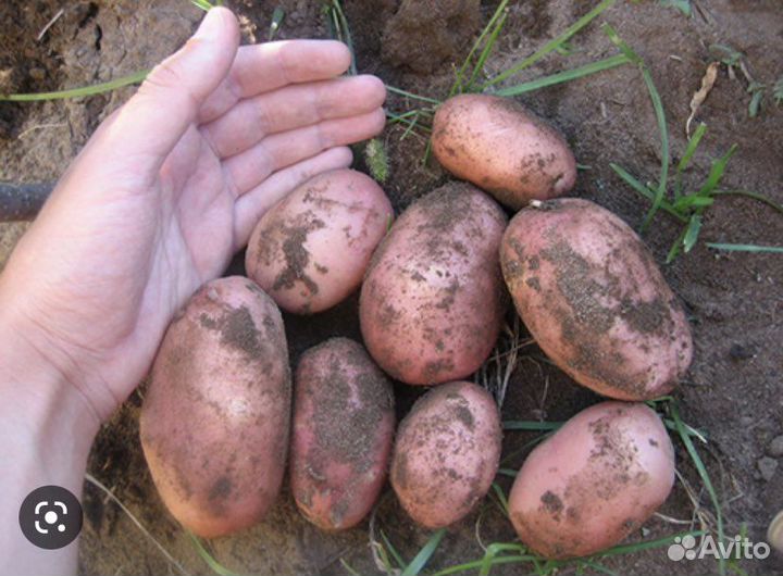 Картофель крупный, есть семена, сорт славянка
