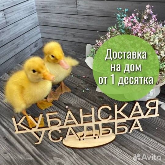 Суточные утята Стар53 в Павловском районе