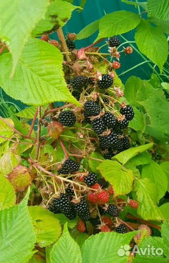 Малина, клубника, земляника, смородина, ежевика