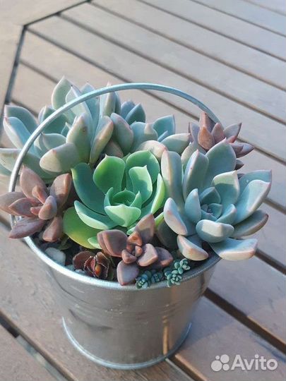Садик из суккулентов в ведерке