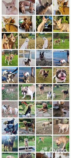 Передержка Собак, Зоогостиница