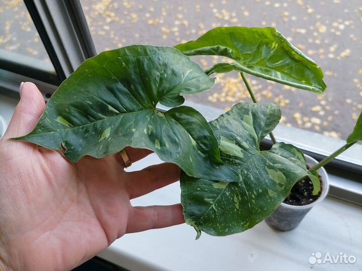 Сингониум конфетти Милк и сингониум Панда