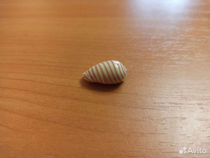 Морская раковина