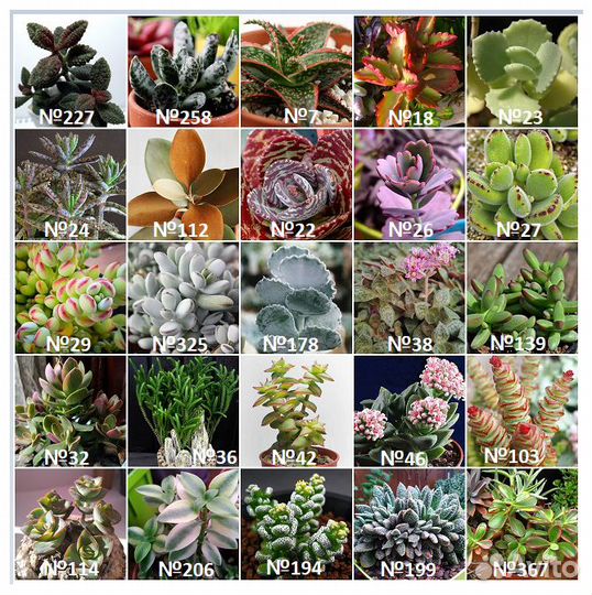 Суккуленты разные