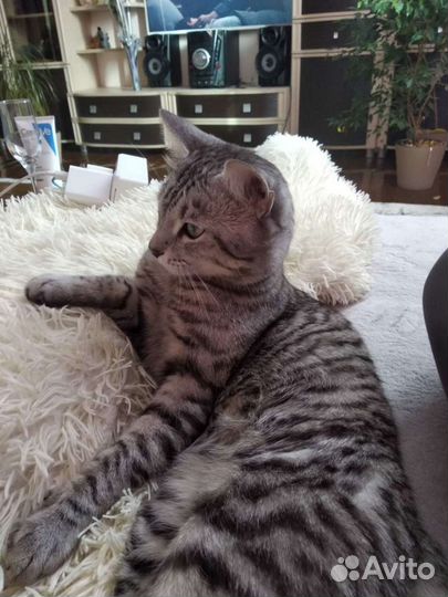 Кот на вязку