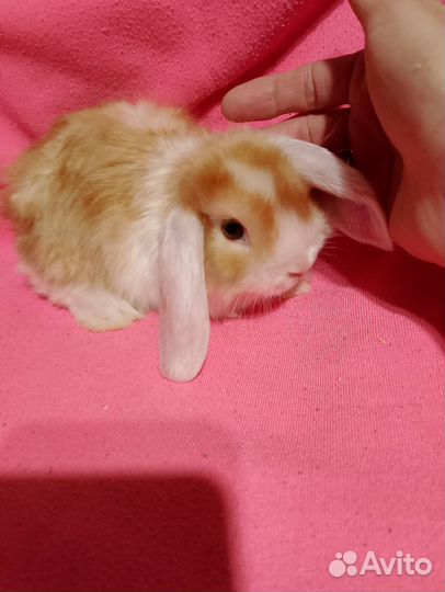 Мини Крольчата