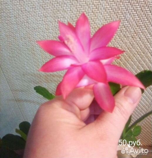 Декабрист (шлюмбергера)