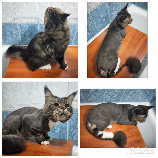 Стрижка кошек, стрижка когтей,гигиена