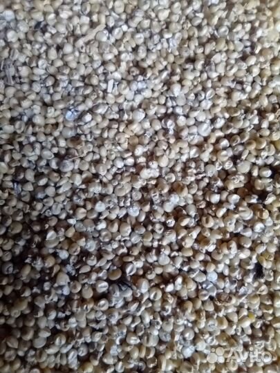 Белая кукуруза