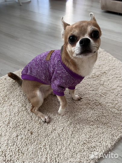 Кофточки и носочки для собаки
