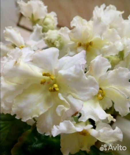 Укорененные черенки фиалки