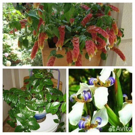 Переския, Неомарика, Белопероне - редкие цветы