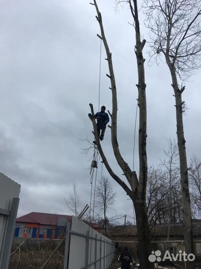 Спил опасного дерева