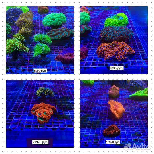 Морские кораллы для аквариума