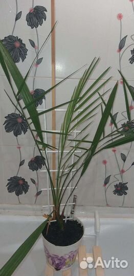 Драцена душистая, фикус, финиковая пальма