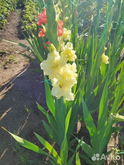 Гладиолусы луковицы