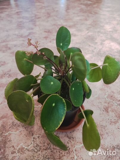 Пилея пеперомиевидная