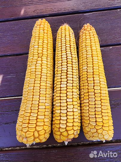 Семена кукурузы Краснодарский 291 AMB F1