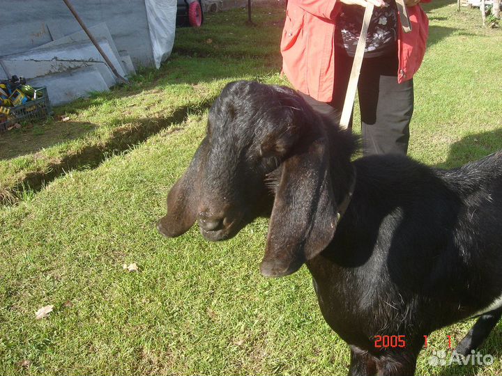 Нубийский козел