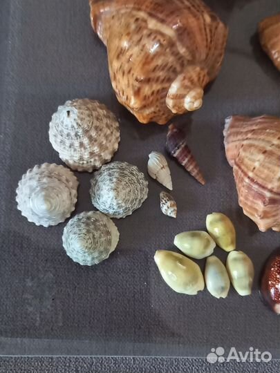 Набор морских ракушек д/интерьера, аквариума