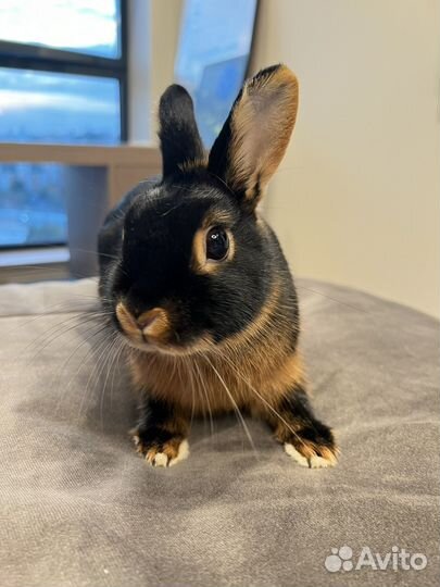 Карликовый кролик (Огневка) с клеткой