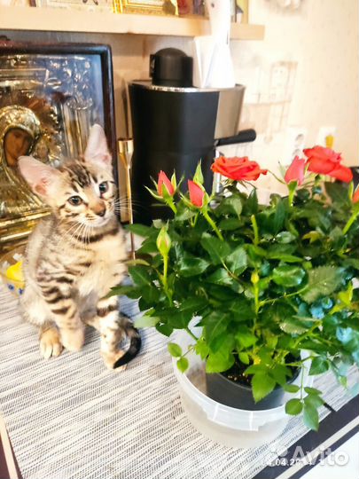 Бенгальская девочка с документами