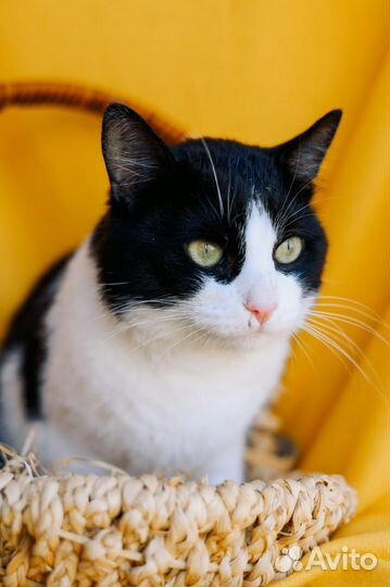 Шикарный кот Барон из приюта ищет дом