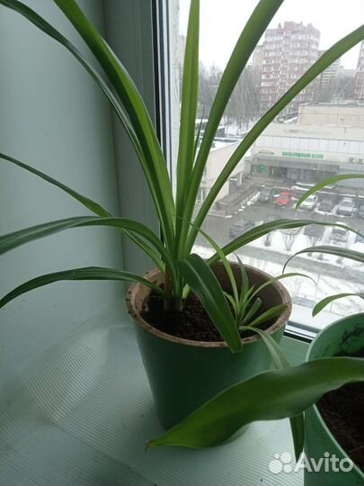 Комнатные цветы панданус