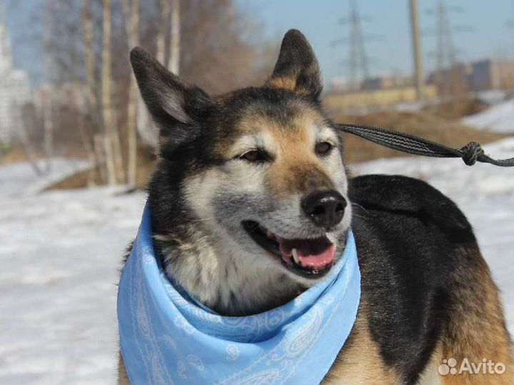 Потерял надежду на дом