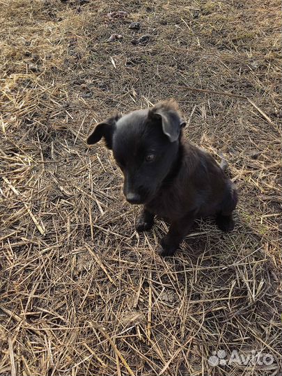 Маленькая собака девочка