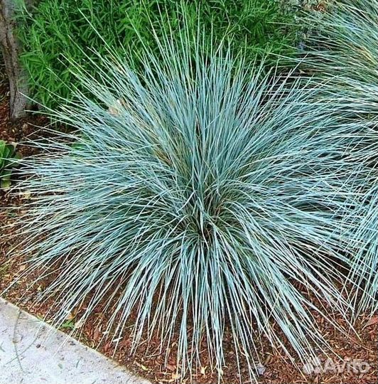 Декоративные злаки семена