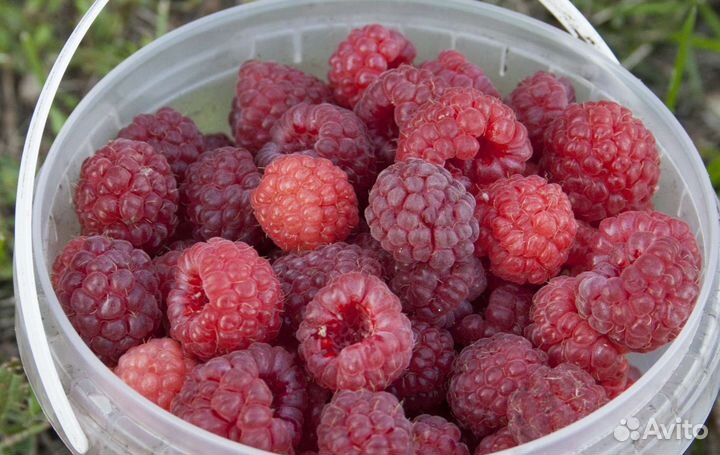 Саженцы Малина,Ежевика,Смородина,Слива,Крыжовник