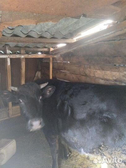 Тельная телочка