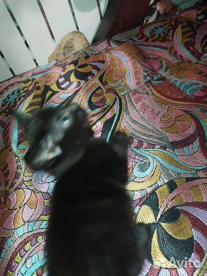 Отдам в добрые руки мама бенгалка