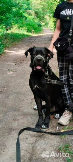 Передержка домашних животных