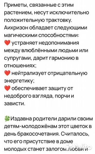 Аихризон дерево любви