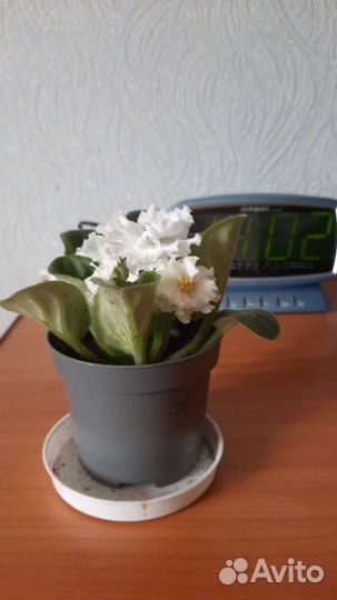 Комнатные цветы