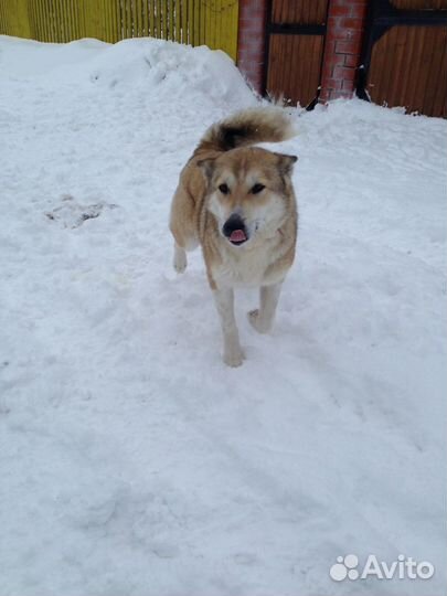 Выгул собак