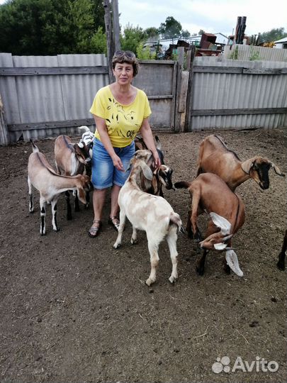 Коза Ламанча