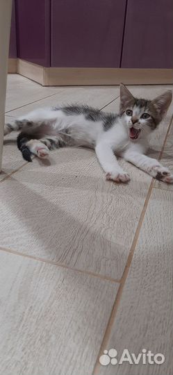 Кошечка