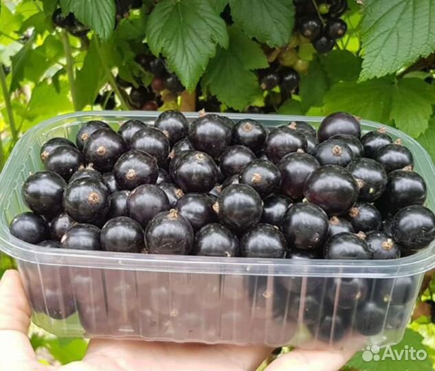 Ремонтантная малина