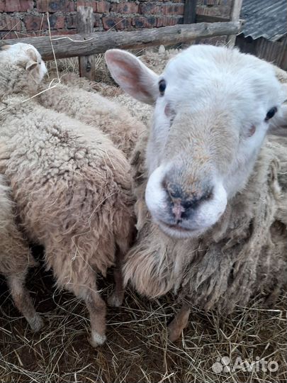Баран на племя
