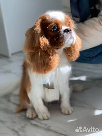 Груминг, чистка зубов