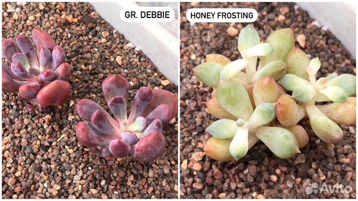 Редкие корейские суккуленты в наличии. Часть 3